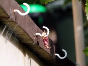 dscf5562