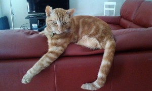Pete pretending he has four legs